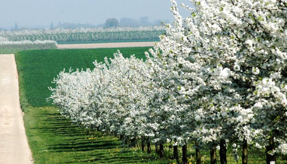 Flowering cherry threes in Haspengouw.