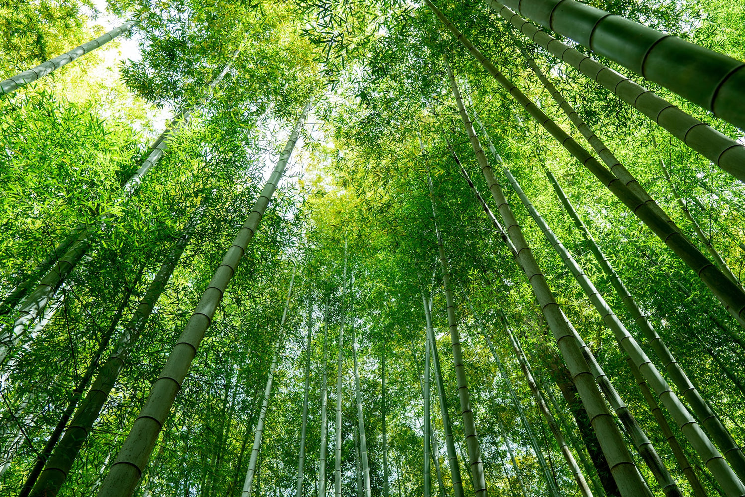 Looking up in a bamboo forest.