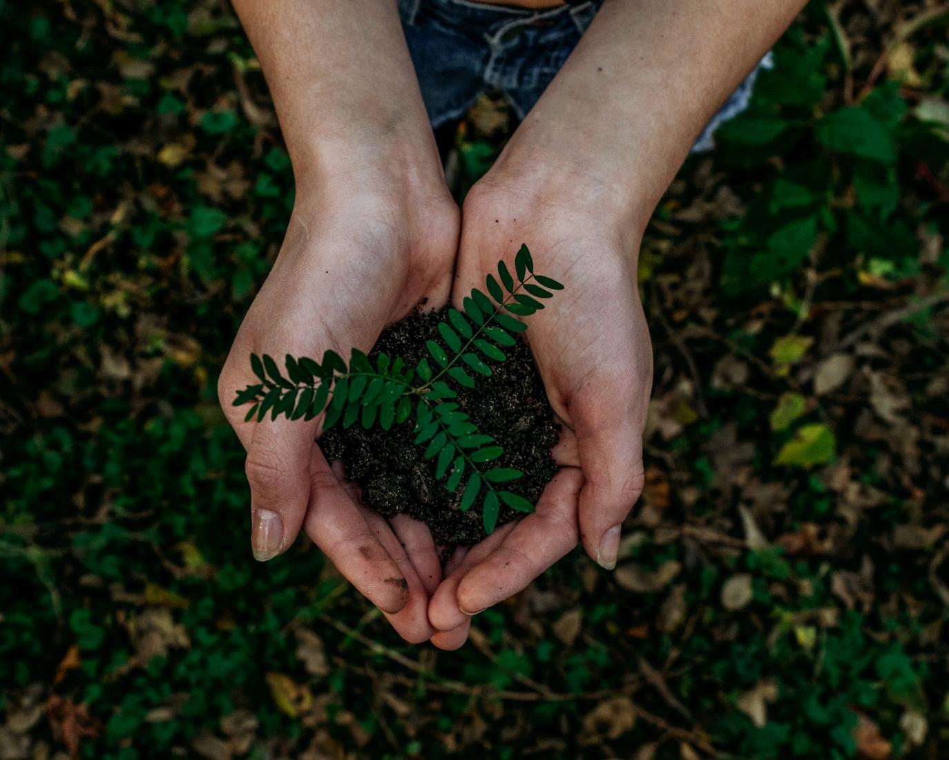 Two hands cupping a bit of earth and a small plant or three.